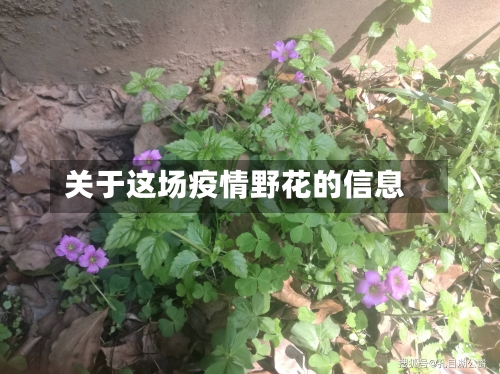 关于这场疫情野花的信息