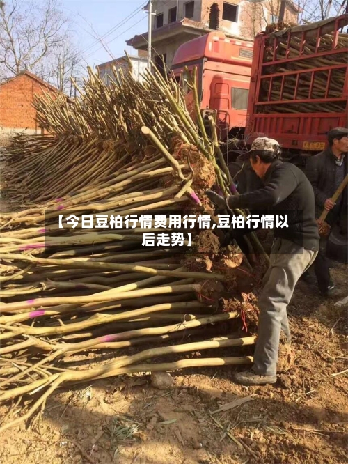 【今日豆柏行情费用行情,豆柏行情以后走势】-第3张图片