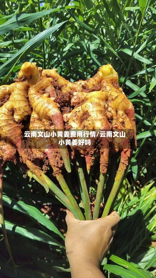 云南文山小黄姜费用行情/云南文山小黄姜好吗