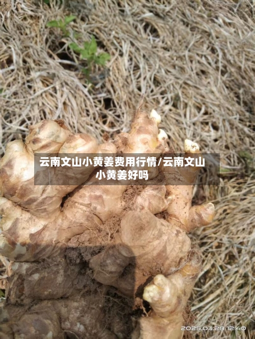 云南文山小黄姜费用行情/云南文山小黄姜好吗-第2张图片
