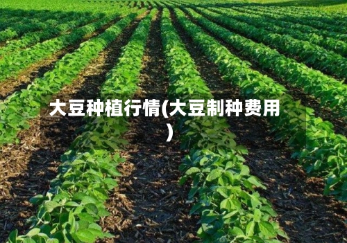 大豆种植行情(大豆制种费用)-第2张图片