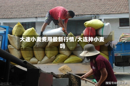 大连小麦费用最新行情/大连种小麦吗-第2张图片