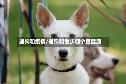 遛狗和疫情/遛狗和散步哪个更健康