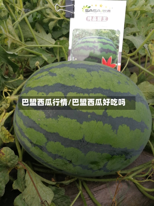 巴盟西瓜行情/巴盟西瓜好吃吗