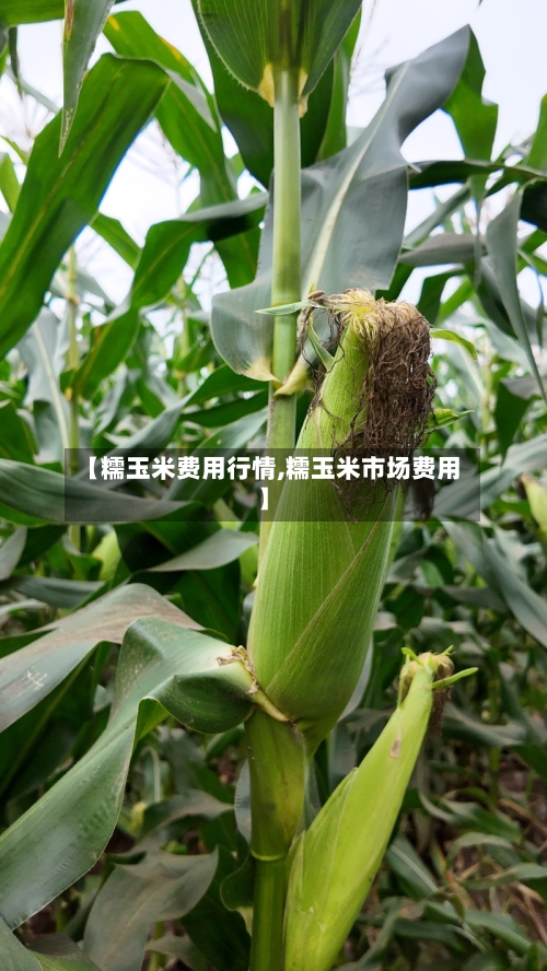 【糯玉米费用行情,糯玉米市场费用】