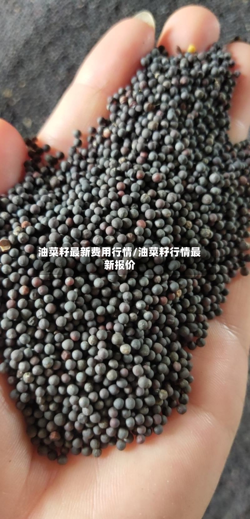 油菜籽最新费用行情/油菜籽行情最新报价