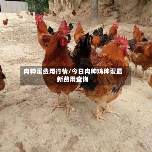 肉种蛋费用行情/今日肉种鸡种蛋最新费用查询