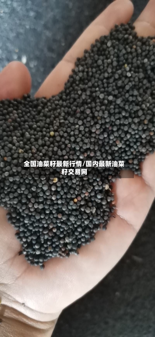 全国油菜籽最新行情/国内最新油菜籽交易网