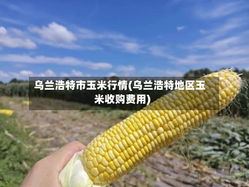 乌兰浩特市玉米行情(乌兰浩特地区玉米收购费用)