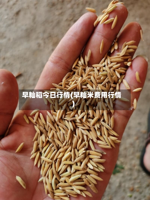 早籼稻今日行情(早籼米费用行情)-第2张图片