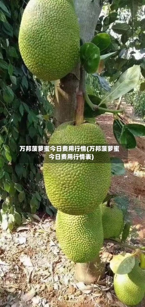 万邦菠萝蜜今日费用行情(万邦菠萝蜜今日费用行情表)
