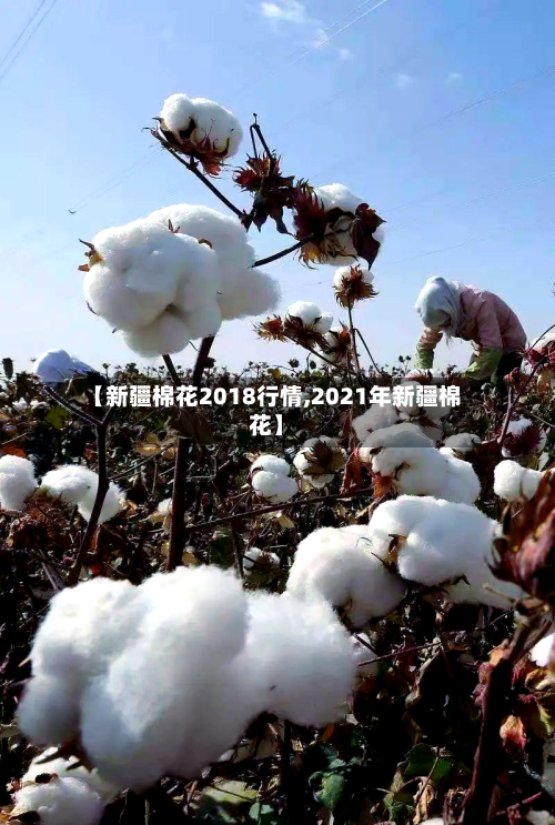 【新疆棉花2018行情,2021年新疆棉花】