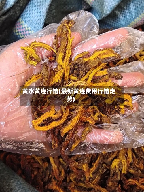 黄水黄连行情(最新黄连费用行情走势)-第2张图片