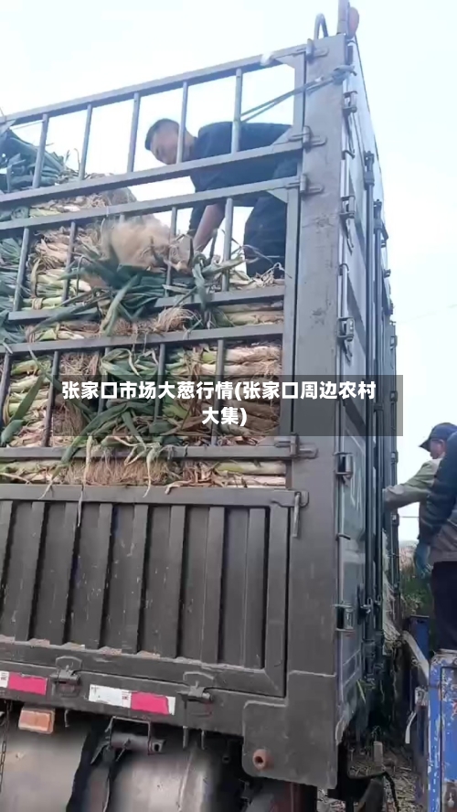 张家口市场大葱行情(张家口周边农村大集)