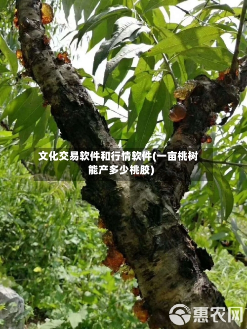 文化交易软件和行情软件(一亩桃树能产多少桃胶)-第2张图片