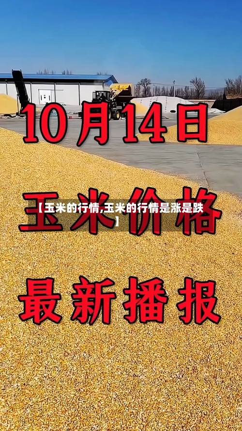 【玉米的行情,玉米的行情是涨是跌】-第2张图片