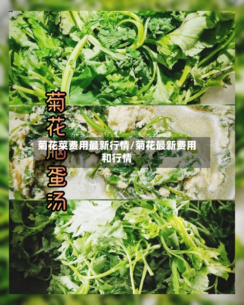 菊花菜费用最新行情/菊花最新费用和行情