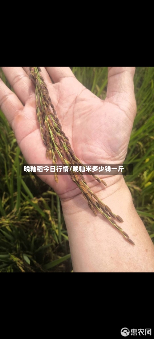 晚籼稻今日行情/晚籼米多少钱一斤-第2张图片