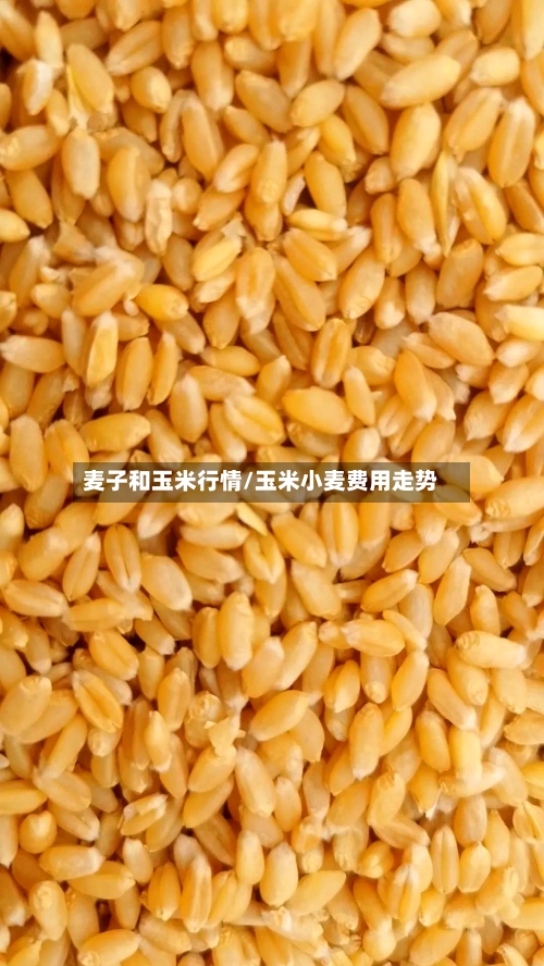 麦子和玉米行情/玉米小麦费用走势