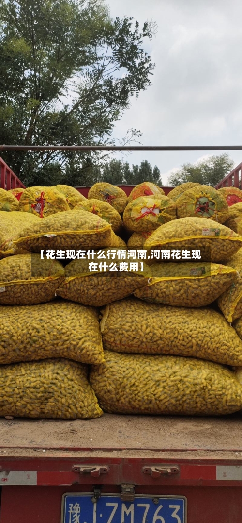 【花生现在什么行情河南,河南花生现在什么费用】-第2张图片