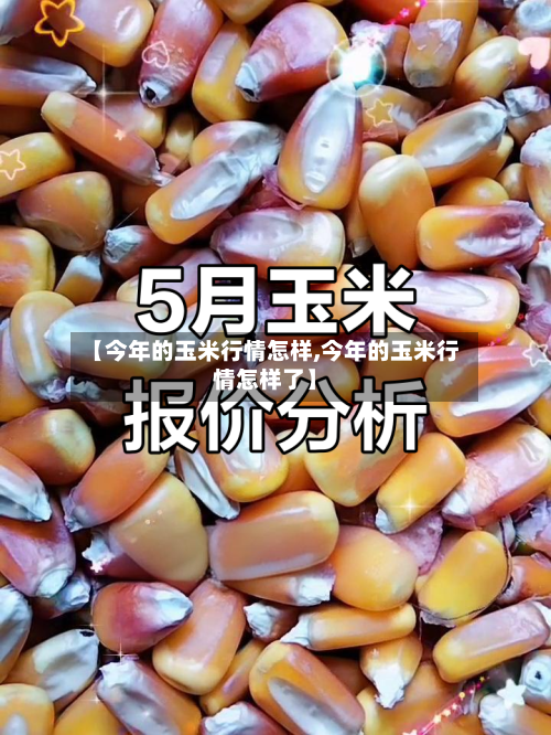 【今年的玉米行情怎样,今年的玉米行情怎样了】-第2张图片