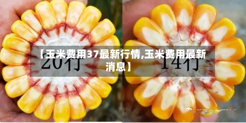 【玉米费用37最新行情,玉米费用最新消息】