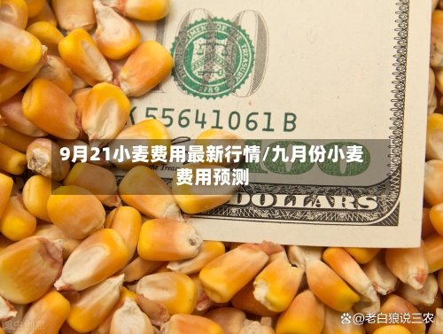 9月21小麦费用最新行情/九月份小麦费用预测-第3张图片