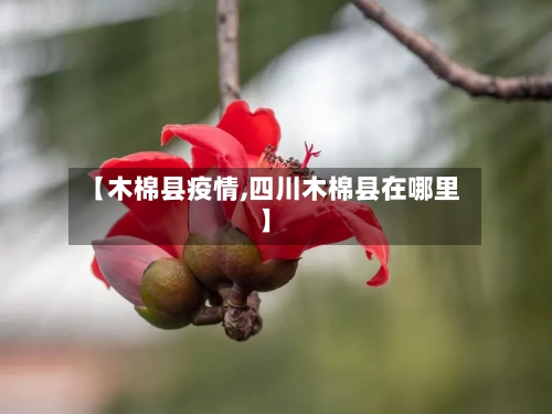 【木棉县疫情,四川木棉县在哪里】-第2张图片