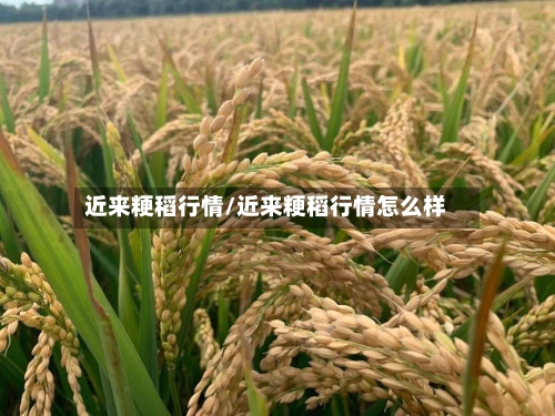近来粳稻行情/近来粳稻行情怎么样