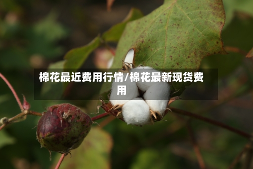 棉花最近费用行情/棉花最新现货费用
