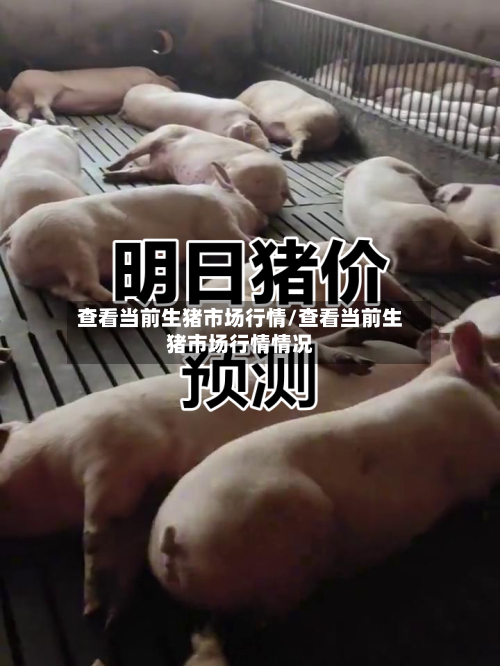 查看当前生猪市场行情/查看当前生猪市场行情情况-第2张图片