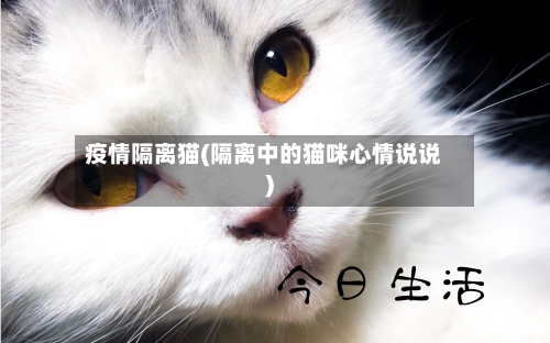 疫情隔离猫(隔离中的猫咪心情说说)-第2张图片