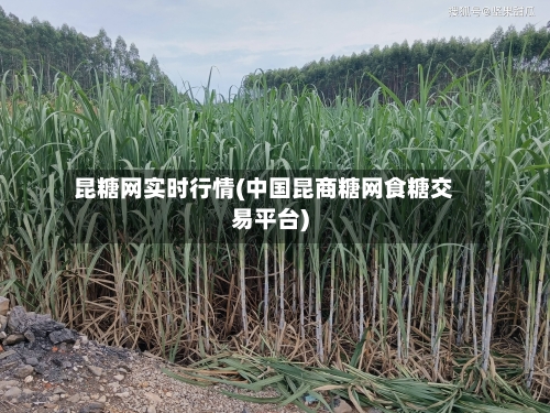 昆糖网实时行情(中国昆商糖网食糖交易平台)