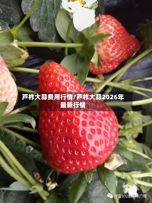 芦柞大蒜费用行情/芦柞大蒜2026年最新行情-第3张图片