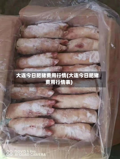 大连今日肥猪费用行情(大连今日肥猪费用行情表)-第2张图片