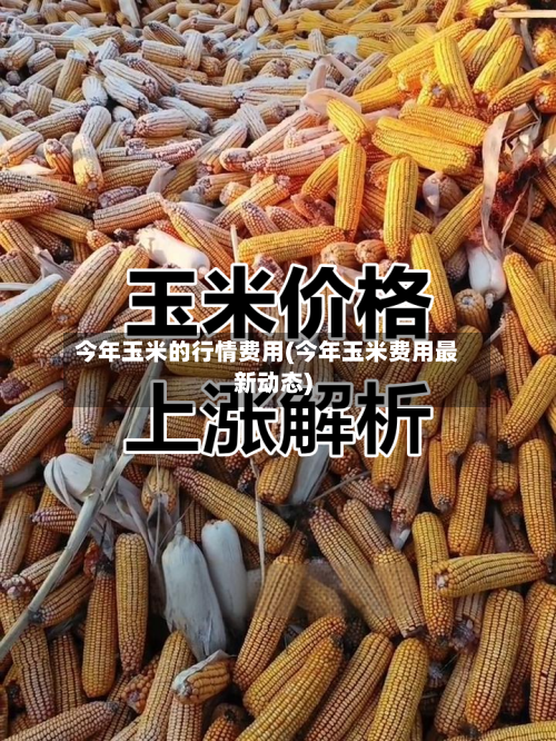 今年玉米的行情费用(今年玉米费用最新动态)-第2张图片