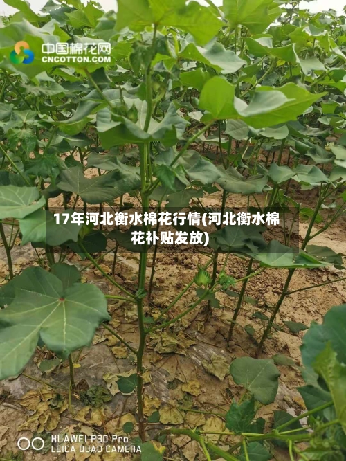 17年河北衡水棉花行情(河北衡水棉花补贴发放)-第2张图片