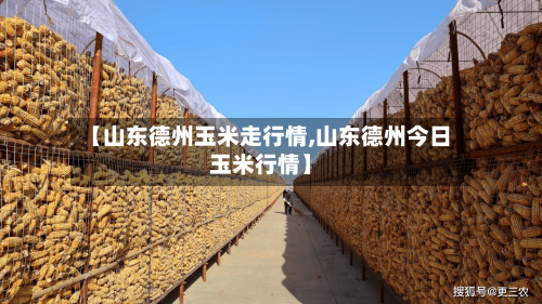 【山东德州玉米走行情,山东德州今日玉米行情】