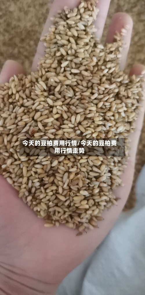 今天的豆柏费用行情/今天的豆柏费用行情走势-第2张图片