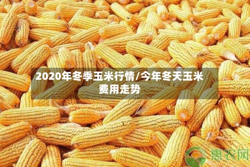 2020年冬季玉米行情/今年冬天玉米费用走势-第2张图片