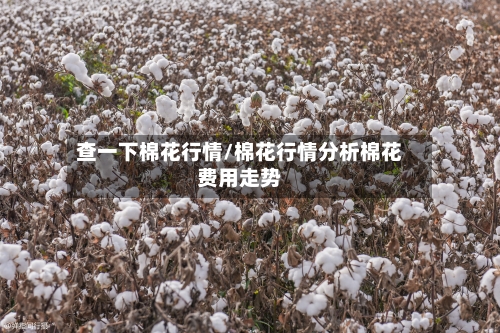 查一下棉花行情/棉花行情分析棉花费用走势-第2张图片