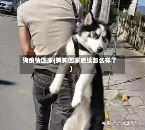 狗疫情回家(狗狗回家后续怎么样了)