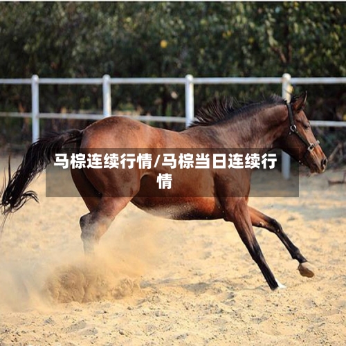 马棕连续行情/马棕当日连续行情-第2张图片