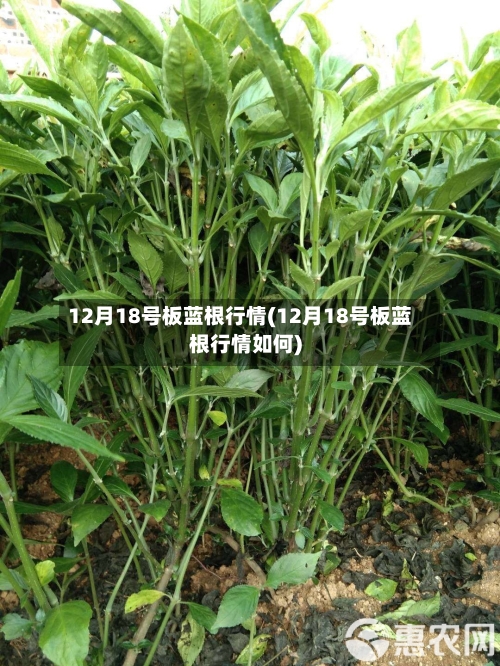 12月18号板蓝根行情(12月18号板蓝根行情如何)-第2张图片