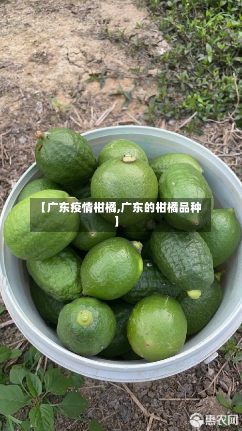 【广东疫情柑橘,广东的柑橘品种】-第3张图片