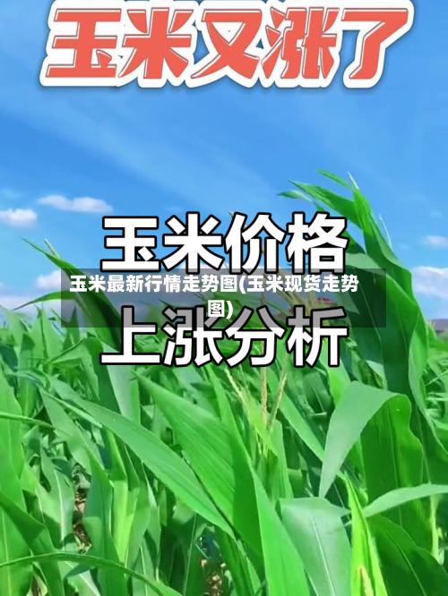 玉米最新行情走势图(玉米现货走势图)-第2张图片