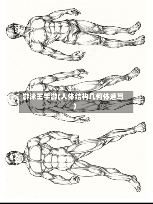 游泳王手游(人体结构几何体速写)-第2张图片