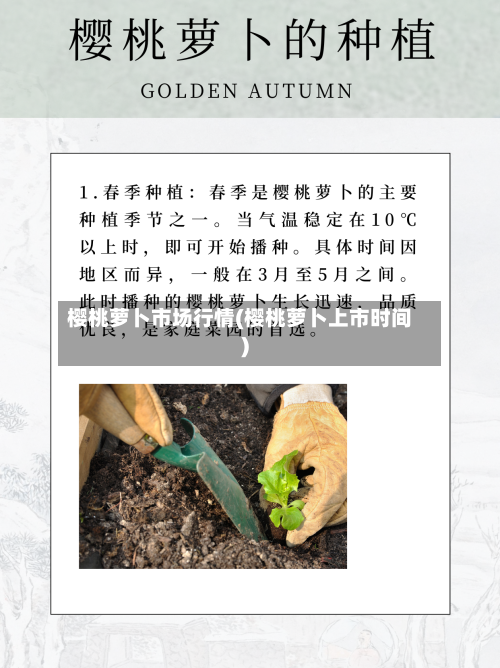 樱桃萝卜市场行情(樱桃萝卜上市时间)