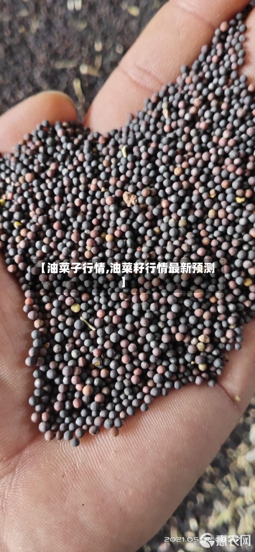 【油菜子行情,油菜籽行情最新预测】-第3张图片