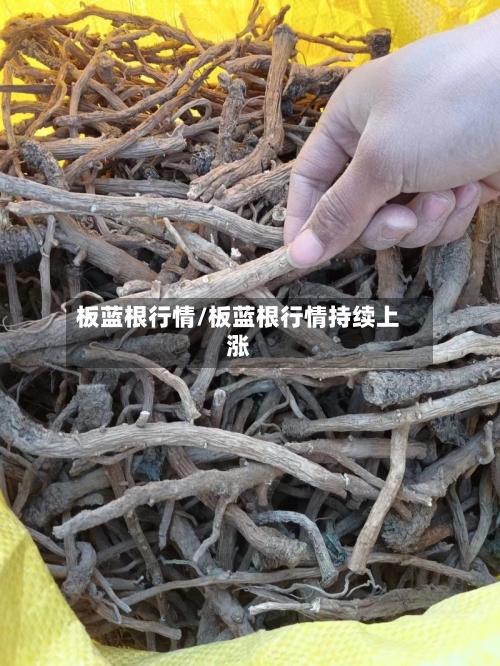 板蓝根行情/板蓝根行情持续上涨